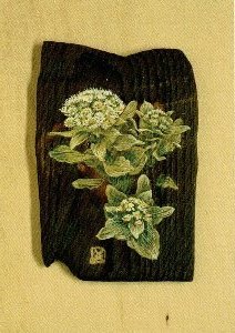 伊東 正次　蕗の薹