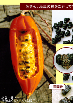 ����ƥ����ʤλ͵�