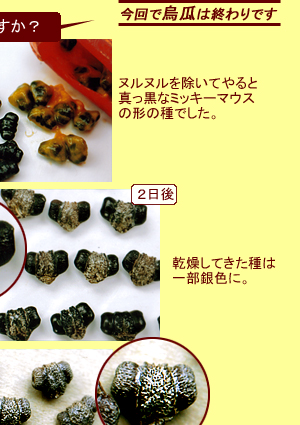 ����ƥ����ʤλ͵�