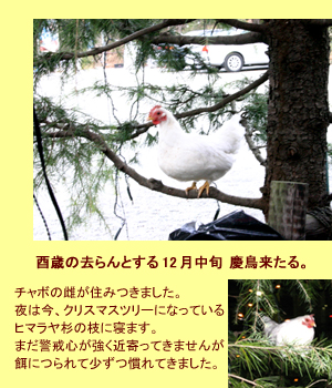 ����ƥ����ʤλ͵�