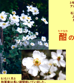 ����ƥ����ʤλ͵�