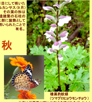 ����ƥ����ʤλ͵�