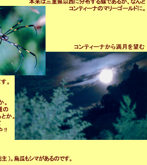 ����ƥ����ʤλ͵�