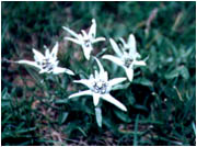 �����ǥ�磻�����ɤ�ë�ˤơ�